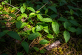 Close-up macro photography of invasive plant species growing among native pine forest floor with dappled forest light